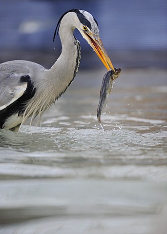 Grey Heron (Ardea cinerea) in an urban environment, feeding on fish, Stuttgart, Baden-Wuerttemberg, Germany, Europe