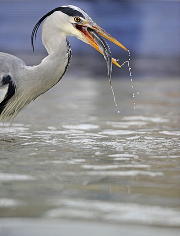 Grey Heron (Ardea cinerea) in an urban environment, feeding on fish, Stuttgart, Baden-Wuerttemberg, Germany, Europe