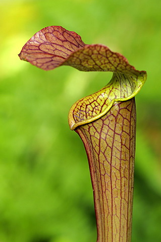 Cobra Lily (Darlingtonia californica, California pitcherplant), carnivorous plant