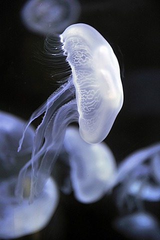 Moon jellyfish (Aurelia aurita), San Francisco, California, USA