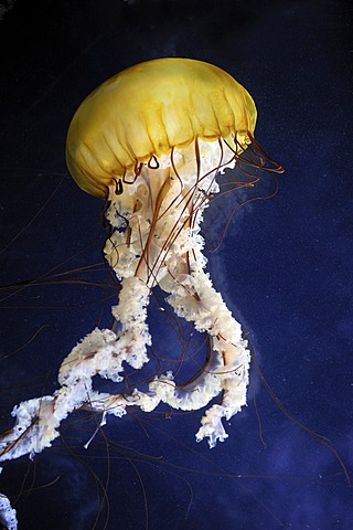 Pacific Sea Nettle or West Coast Sea Nettle (Chrysaora fuscescens), San Francisco, California, USA