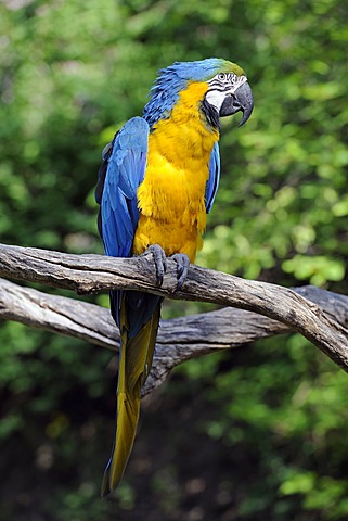 Blue-and-yellow Macaw (Ara ararauna)