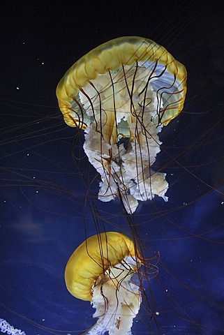 Pacific Sea Nettles (Chrysaora fuscescens), San Francisco, California, USA