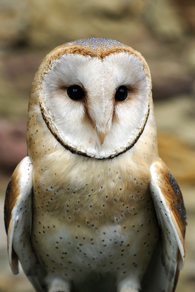 Barn Owl (Tyto alba), portrait, Hesse, Germany, Europe