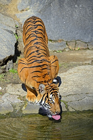 Indochinese Tiger or Corbett's Tiger (Panthera tigris corbetti), juveniles drinking at the edge of water, Berlin Zoo, Germany, Europe, captive