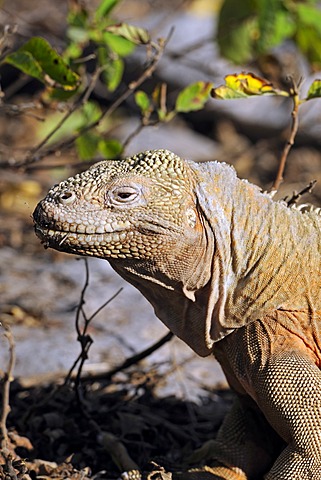 Galapagos Land Iguana (Conolophus subcristatus), island of Santa Fe subspecies, Galapagos Islands, UNESCO World Heritage Site, Ecuador, South America