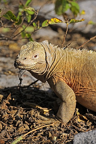 Galapagos Land Iguana (Conolophus subcristatus), subspecies of Santa Fe Island, Isla Santa Fe, Galapagos, UNESCO World Heritage Site, Ecuador, South America