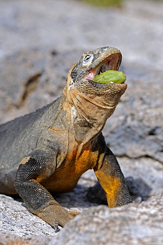 Galapagos Land Iguana (Conolophus subcristatus), feeding on Galapagos prickly pear (Opuntia echios), subspecies of South Plaza Island, Isla Plaza Sur, Galapagos, UNESCO World Heritage Site, Ecuador, South America