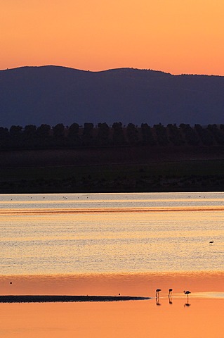 Fuente de Piedra Lagoon at sunset, Greater Flamingos (Phoenicopterus ruber), MÃ¡laga province, Andalusia, Spain, Europe