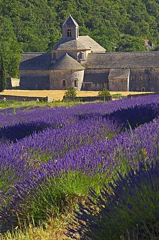 Lavender fields at Abbaye Notre-dame de Senanque, Senanque Abbey, Gordes, Provence, France, Europe