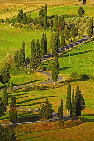 Cypress trees along road from Pienza to Montepulciano, Val d'Orcia, Orcia Valley, UNESCO World Heritage Site, Siena Province, Tuscany, Italy, Europe