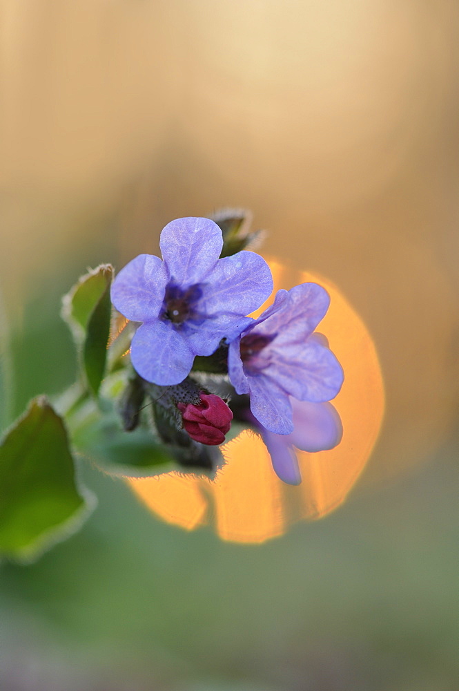 Lungwort (Pulmonaria) at sunset, Auwald forest, Leipzig, Saxony, Germany, Europe