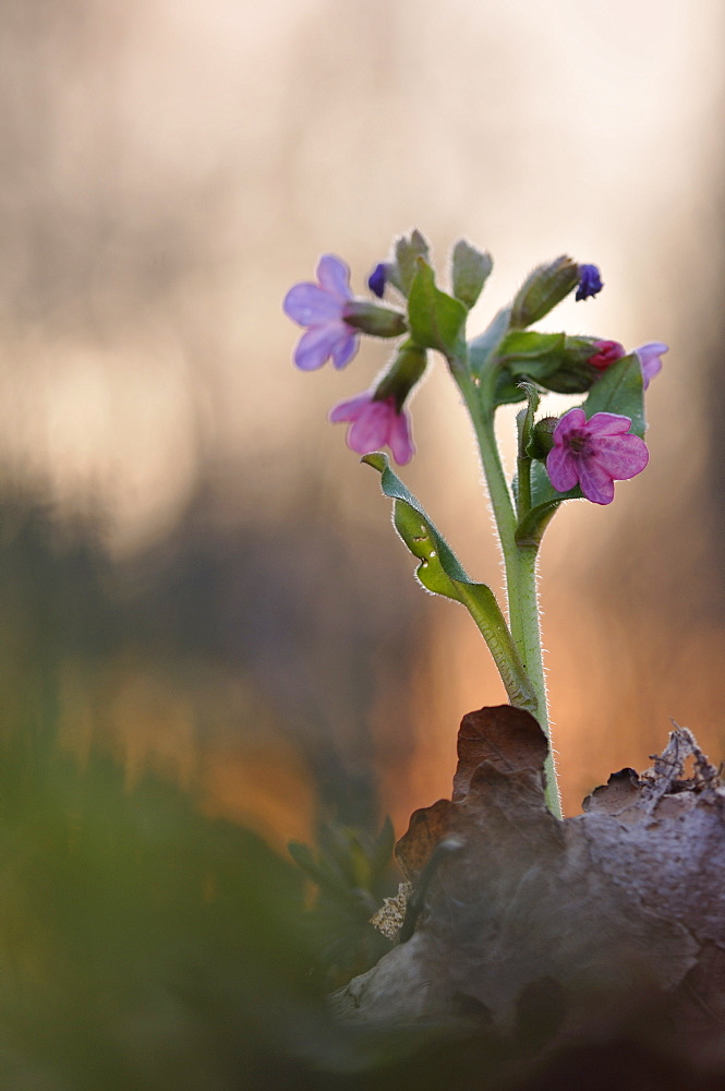 Lungwort (Pulmonaria), Auwald forest, Leipzig, Saxony, Germany, Europe