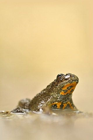 Yellow-bellied toad (Bombina variegata), near Jena, Thuringia, Germany, Europe