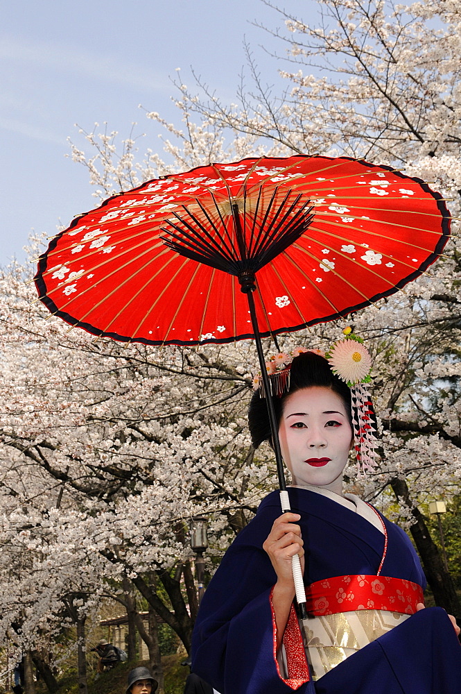 A Maiko, a trainee Geisha, carrying a red sun parasol or umbrella in front of cherry tree sin bloom, Kyoto, Japan, Asia