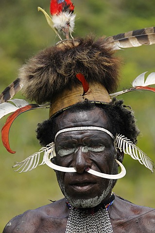 Dani warrior with boar's teeth and headdress, Yiwika, Baliem Valley, Irian Jaya, West Guinea, New Guinea, Indonesia, Southeast Asia, Asia