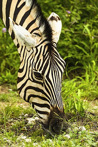 Plains Zebra (Equus quagga), Etosha National Park, Namibia, Africa