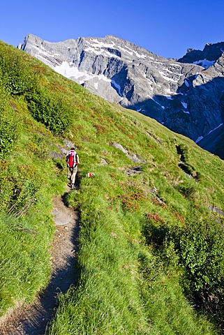 Climbers ascending Mt. Hochfeiler through the Pfitschertal valley, South Tyrol, Italy, Europe