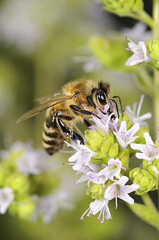 European honey bee or western honey bee (Apis mellifera) on flowering marjoram (Origanum majorana), Germany, Europe