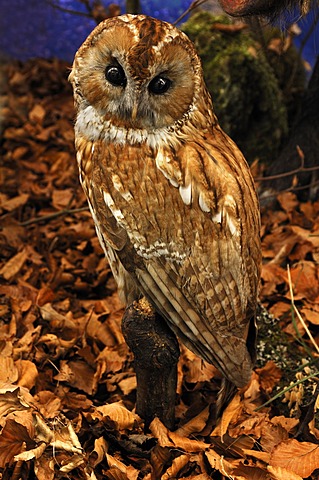 Artificial beech forest with a stuffed animal, tawny owl (Strix aluco), 2012 special exhibition at the industrial museum, Sichartstrasse street 5-25, Lauf an der Pegnitz, Middle Franconia, Bavaria, Germany, Europe