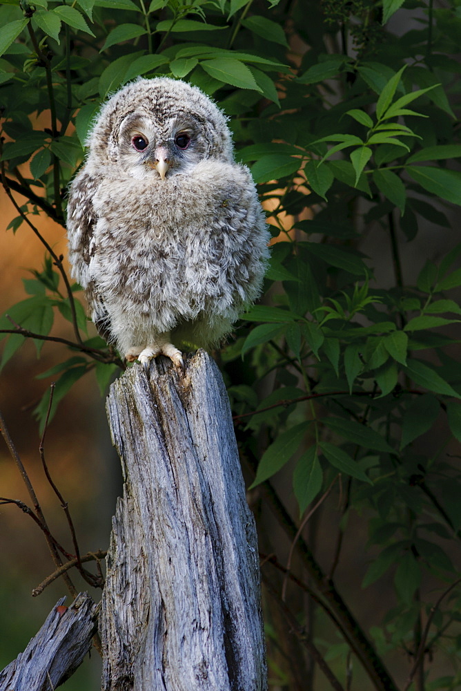 Ural Owl (Strix uralensis), juvenile