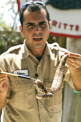 Ranger showing a rattle snake during a snake show, Billie Swamp\'s Safari Camp, Everglades, Florida, USA