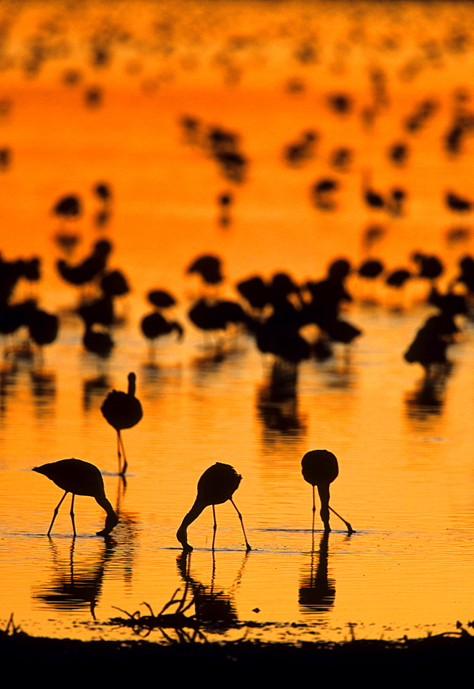 Lesser Flamingo (Phoenicopterus minor) flock in water, Kimberley, Northern Cape, South Africa, Africa