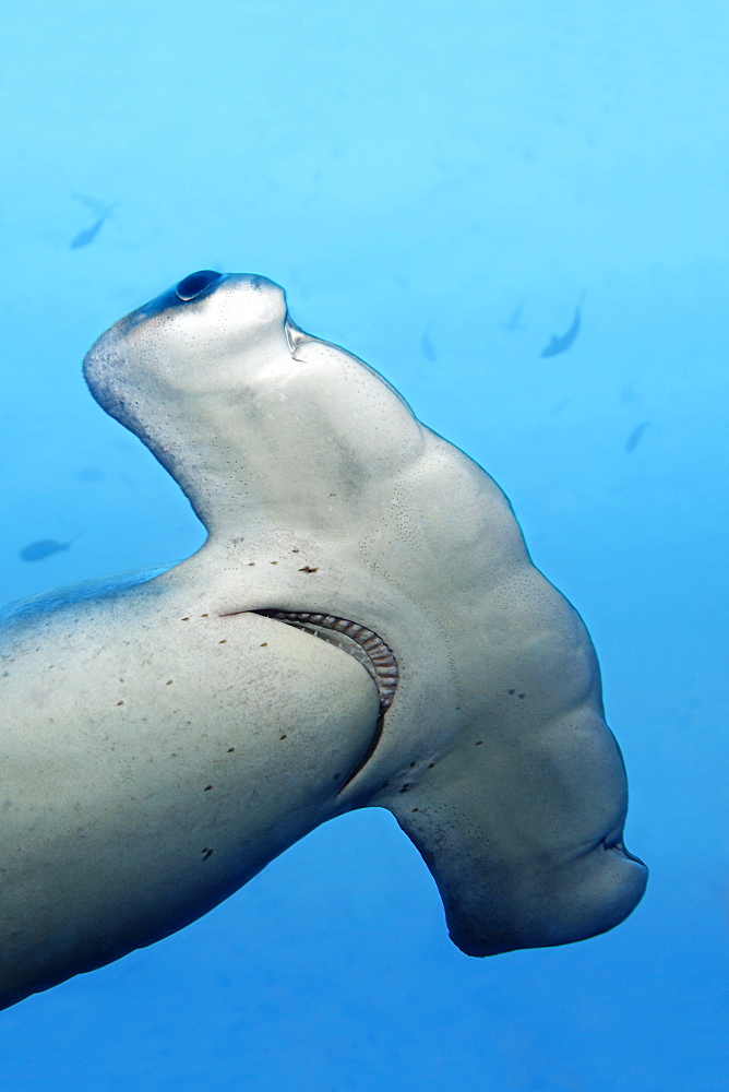 Scalloped hammerhead (Sphyrna lewini), sensory organ, Ampullae of Lorenzini, Teodoro Wolf Island or Wenman Island, Galapagos Islands, Pacific