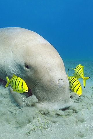 Dugong (Dugong dugon) feeding on seagrass bed, with Golden Trevallys (Gnathanodon speciosus), Great Barrier Reef, UNESCO World Heritage Site, Cairns, Queensland, Australia, Pacific