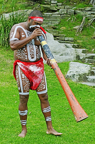 Aborigine playing an instrument during the Aboriginal dance performance at the Aboriginal Cultural Cruise in the port of Sydney, New South Wales, Australia