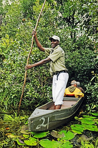 Guide and boatman with pole on a mokoro or makoro canoes, tourists in the back, Okavango Delta, Botswana, Africa