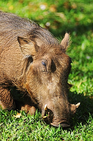 Warthog (Phacochoerus), Victoria Falls, Zimbabwe, Africa