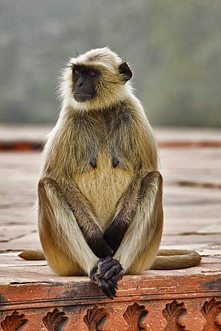 Northern Plains Gray Langur (Semnopithecus entellus), North India, India, Asia