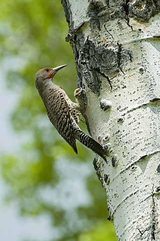 Common Flicker, Northern Flicker (Colaptes auratus), Grand Teton National Park, Wyoming, USA, North America