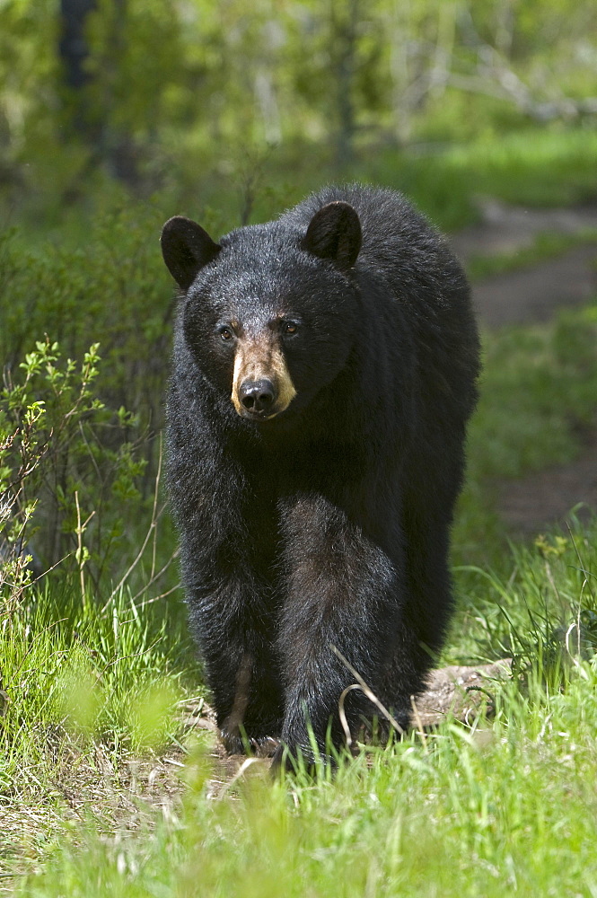 American black bear (Ursus americanus), Yellowstone National Park, Wyoming, USA, North America