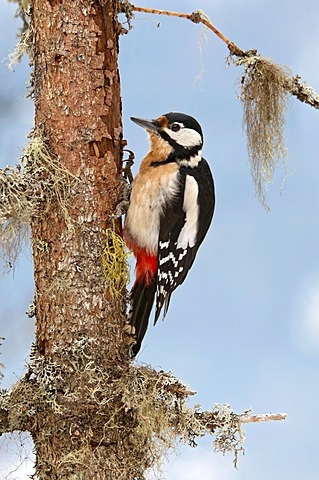 Woodpecker (Picoides major), Schwaz, Tyrol, Austria, Europe