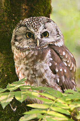 Tengmalm's Owl or Boreal Owl (Aegolius funereus), Bavarian Forest National Park, Bavaria, Germany, Europe