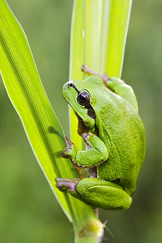 European tree frog (Hyla arborea), Riedlingsdorf, Burgenland, Austria, Europe