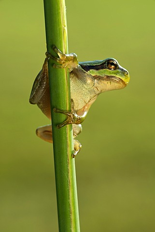 European Tree Frog (Hyla arborea), Loar, Kramsach, Tyrol, Austria, Europe