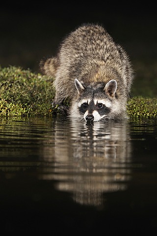 Northern Raccoon (Procyon lotor), adult at night drinking at pond, Dinero, Lake Corpus Christi, South Texas, USA