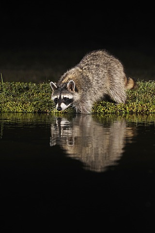 Northern Raccoon (Procyon lotor), adult at night drinking at pond, Dinero, Lake Corpus Christi, South Texas, USA