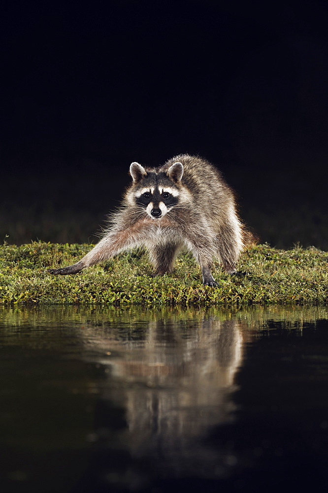 Northern Raccoon (Procyon lotor), adult at night at pond, Dinero, Lake Corpus Christi, South Texas, USA