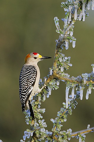 Golden-fronted Woodpecker (Melanerpes aurifrons), male on icy branch, Dinero, Lake Corpus Christi, South Texas, USA