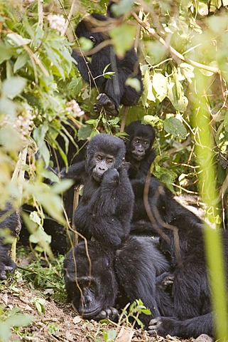 Habituated group of mountain gorillas (Gorilla beringei beringei), Bwindi Impenetrable Forest National Park, being studied by scientists from the Max Planck Institute for Evolutionary Anthropology Leipzig, image showing "Happy", male baby, born September 