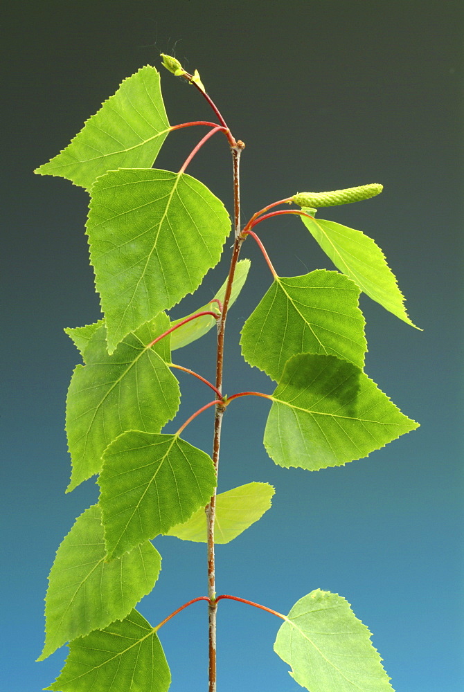 Silver Birch, European Weeping Birch or European White Birch (Betula pendula) leaves