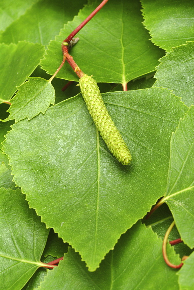 Silver -, White - or European Weeping Birch leaves (Betula pendula), medicinal plant, healing plant