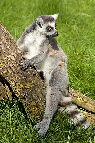 Ring-tailed lemur (Lemur catta), Serengeti Park zoo and leisure park, Hodenhagen, Lower Saxony, Germany, Europe