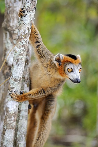 Crowned Lemur (Eulemur coronatus), clinging to a tree trunk, Madagascar, Africa