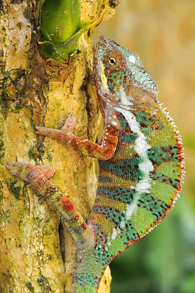 Panther Chameleons (Furcifer pardalis), male, climbing a tree trunk, Madagascar, Africa