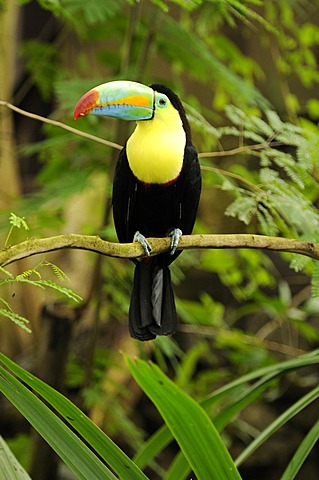 Keel-billed Toucan, Sulfur-breasted Toucan, Rainbow-billed Toucan (Ramphastos sulfuratus)